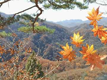 新田新城国际最新动态全面解析